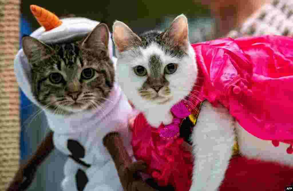 Cats dressed as characters from the film Frozen wait to be judged during the costume contest at the New England Meow Outfits 10th Annual Allbreed and Household Pet Cat Show in Natick, Massachusetts, Aug. 27, 2023.