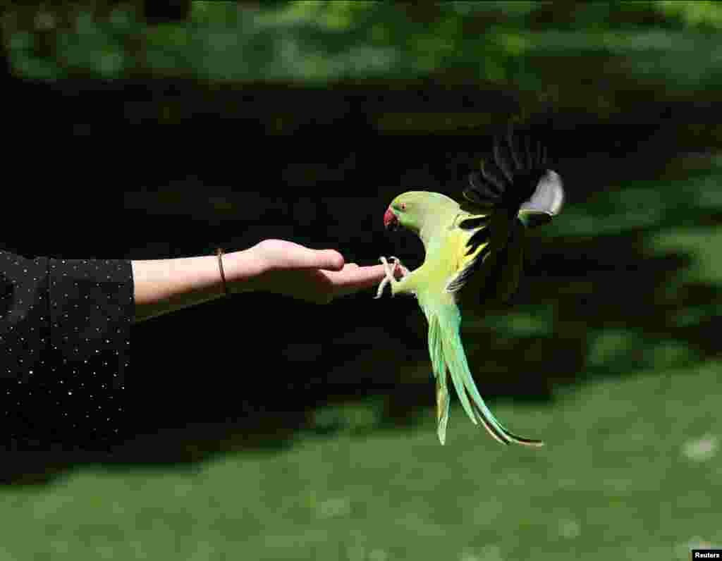 A French tourist holds out her hand for a ring-necked parakeet in St James&#39;s Park in London.