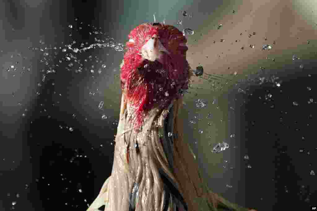 A fighting cock shakes off water from his head after his owner gave him a bath to cool him down during a hot morning in Quezon city, Philippines.&nbsp;The weather bureau said the country will continue to experience very hot days due to the El Nino phenomenon with some schools shifting to online learning modes to avoid the sweltering summer heat.