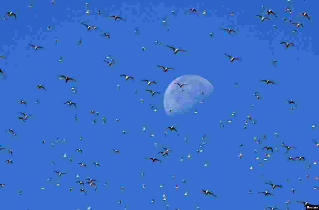 Gulls circle in the sky as thousands of wading birds, including Knot and Oystercatcher, move onto dry sandbanks during the month&#39;s highest tides at The Wash estuary, near Snettisham in Norfolk, Britain.