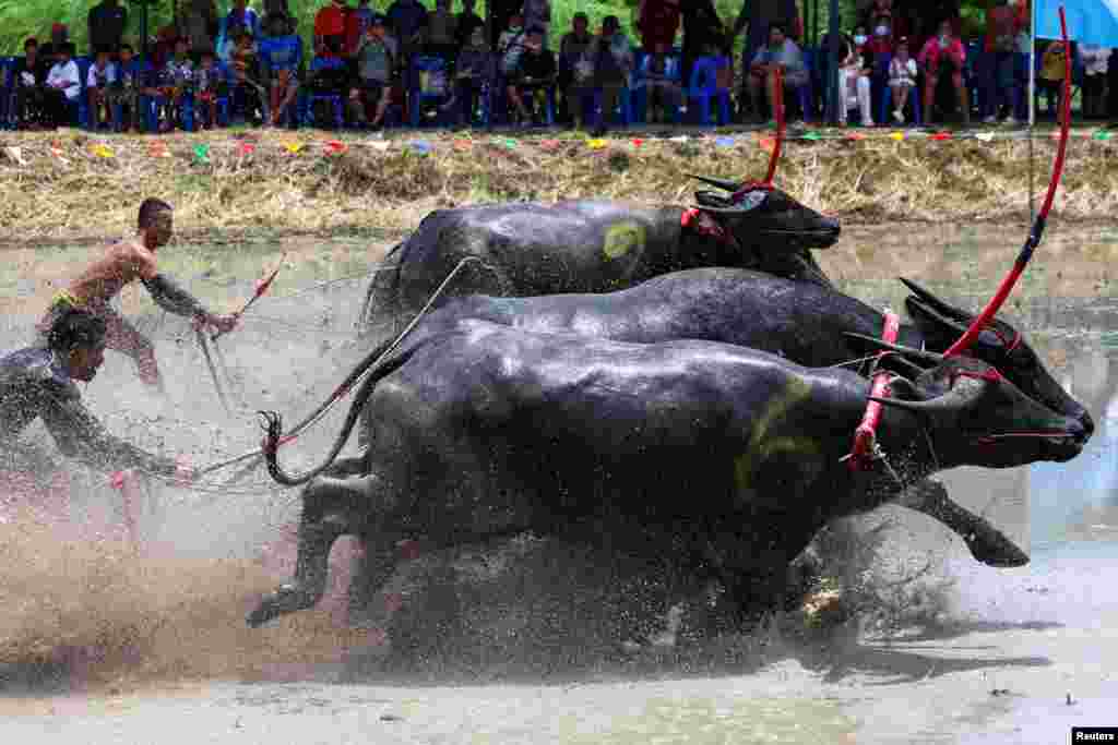 Jockeys compete in Chonburi&#39;s annual buffalo race festival, Chonburi province, Thailand.