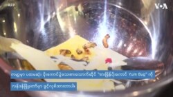 ထောပတ်အစ အချိုပွဲအဆုံး ပိုးမွှားဟင်းလျာ စားသောက်ဆိုင်