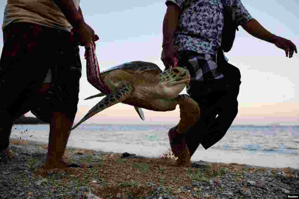 Men carry a sea turtle to be released into the sea during a water purification ceremony as part of the opening of the 10th World Water Forum in Serangan Island, Denpasar, Bali, Indonesia, May 18, 2024. 