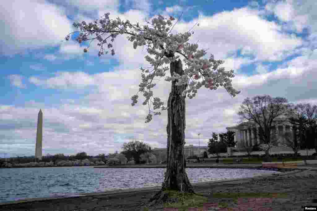 The cherry blossom tree nicknamed Stumpy stands at the Tidal Basin in Washington, March 19, 2024.&nbsp;The National Park Service announced it will begin to cut down over 140 cherry blossom trees, including Stumpy, in preparation for construction to fix the sea wall surrounding the basin.&nbsp;