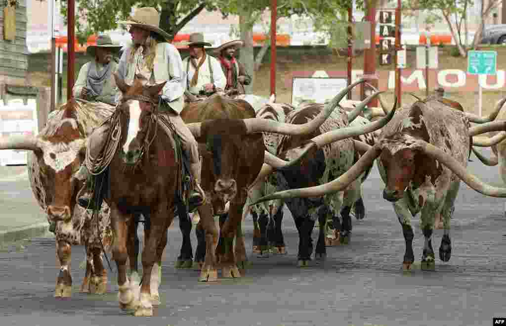 Cowboys drive a herd of Texas longhorns down East Exchange Avenue in the Stockyards National Historic District of Fort Worth, Texas, Oct. 10, 2023. 