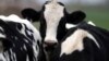 Vacas en una granja cerca de Sunchales, Argentina. Abril 6, 2018. Foto: Reuters/Marcos Brindicci.