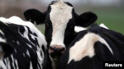 Vacas en una granja cerca de Sunchales, Argentina. Abril 6, 2018. Foto: Reuters/Marcos Brindicci.