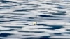Një ari polar qëndron mbi akull në Ngushticën Franklin 