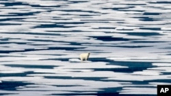 Një ari polar qëndron mbi akull në Ngushticën Franklin 