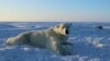 FILE - This U.S. Geological Survey photo shows a polar bear wearing a GPS video-camera collar on a chunk of ice in the Beaufort Sea, April 15, 2015. Kaktovik, a tiny Alaska Native village, has experienced a boom in tourism in recent years as polar bears s