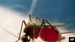Chanjo ya malaria inalenga mbu wenye kuambukiza ugonjwa wa malaria.