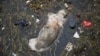 漂入上海郊区的死猪