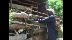 中国肉食需求上升挑战世界粮食安全
